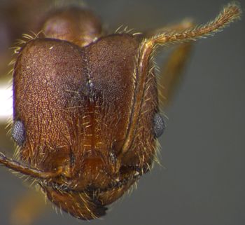 Media type: image;   Entomology 34327 Aspect: head frontal view